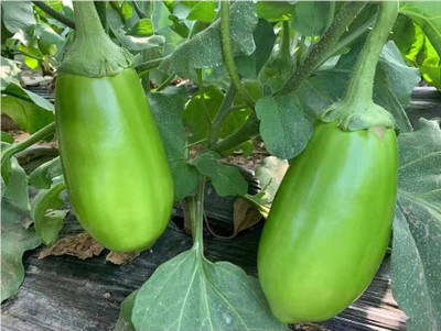 LPR BRINJAL SEEDS Seed(100 per packet)