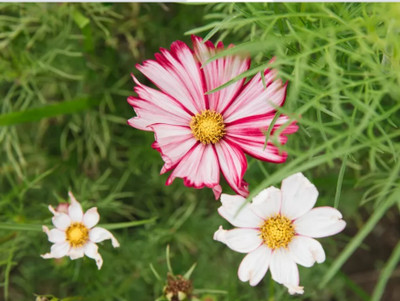 ZIXA Picotte Cosmos Seed(10 per packet)