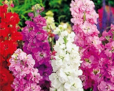 Aywal Large Flowered Ten Week Bedding Stock Seed(100 per packet)