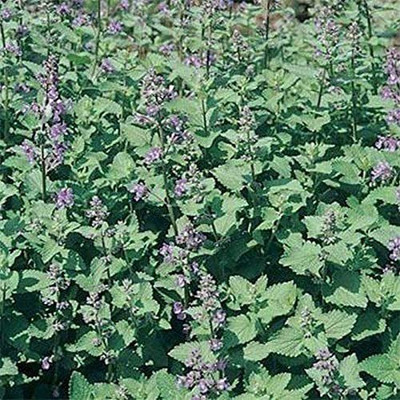 CYBEXIS XLR-6 - Catnip for Planting - (1500 Seeds) Seed(1500 per packet)