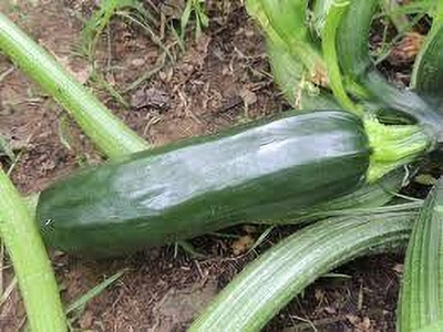 ARYAN EVERGREEN Zucchini seeds Seed(20 per packet)