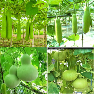 ibains Round bottle gourd seeds 19 Seed(19 per packet)