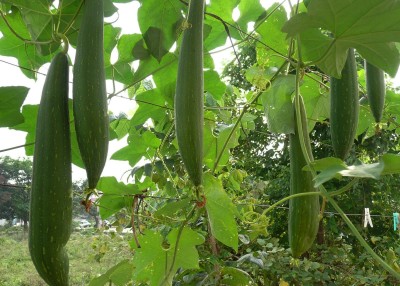 AloGardening Sponge Gourd seeds 50 pc SL5 Seed(50 per packet)