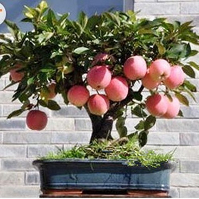 Aywal Apple Hybrid Fruit Seed(20 per packet)