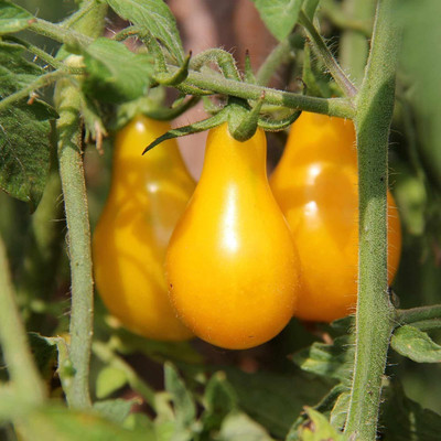 Qualtivate XXX-3A Tomato - Yellow Pear Seed(300 per packet)