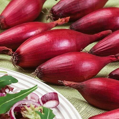 WILLVINE SYN -VIII Red Shallot Onion [50g] Seed(30000 per packet)