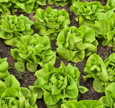 VibeX ® LXI-758 Organic Lettuce Seeds ‘Tom Thumb’ Seed(200 per packet)