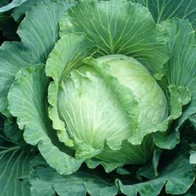Avysa Cabbage Seeds - All Seasons Seed(100 per packet)