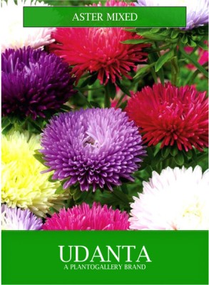 Udanta Aster Mix Winter Flowers Seeds Avg 30-40 Each Packet Seed(1 per packet)