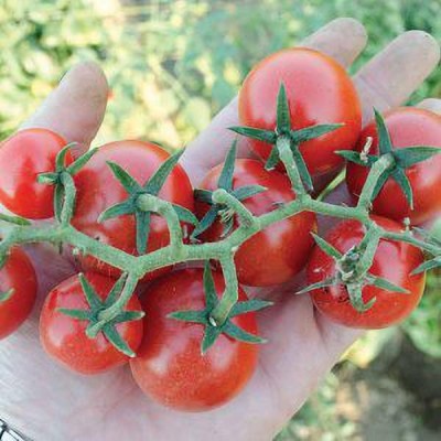 Jevik Black-Cherry-Tomato-1 Seed(160 per packet)