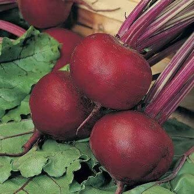 GREENSEA Beetroot, Chukandar Seed(22 per packet)