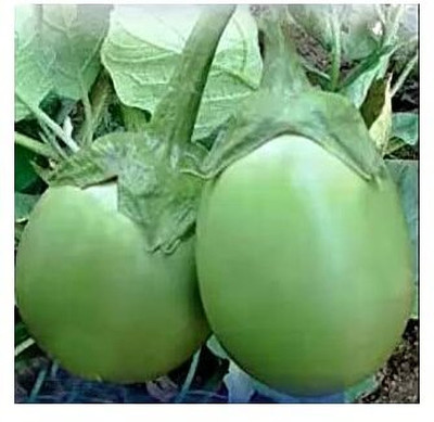 Aywal Green Brinjal Seed(120 per packet)
