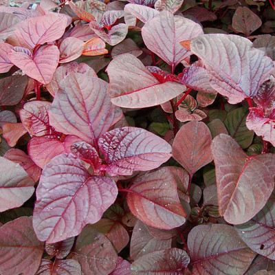 URRO RED GARNET AMARANTH Amaranthus Seed(1000 per packet)