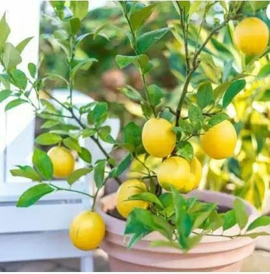 Aywal Nimbu Lemon Seed(50 per packet)
