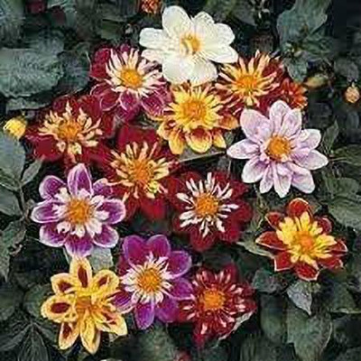 KANAYA Dahlia Double Figaro Mixed Hybrid Flower Seeds For Kitchen Gardening Seed(90 per packet)