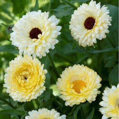 CRGO CALENDULA Seed(100 per packet)