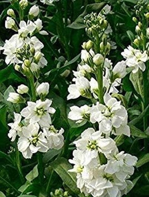 LPR STOCK Seed(30 per packet)