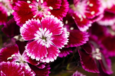 Lorvox Sweet William Flower Seed(20 per packet)