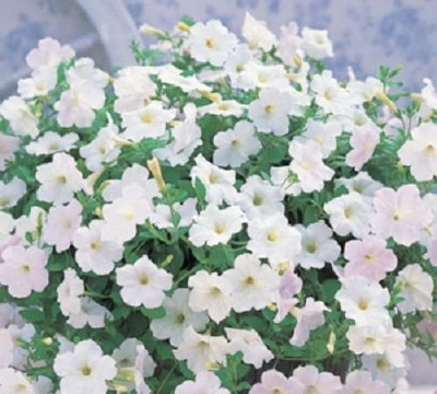 CYBEXIS Petunia Creative Mix Flower Seeds Seed(1 g)