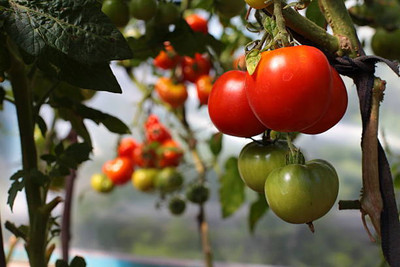 Shyamkripa creation tomato Seed(75 per packet)