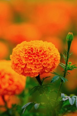 Seedsilk Orange Marigold African Double Flower Seed(100 per packet)