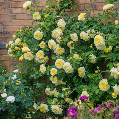 CYBEXIS LX-30 - Climbing Roses - (100 Seeds) Seed(100 per packet)
