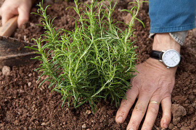 CYBEXIS VXI-36 - Rosemary - Non-GMO - (250 Seeds) Seed(250 per packet)