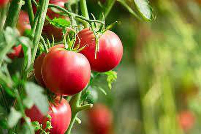 XOLDAA hybrid f1 quality tomato seeds Seed(20 per packet)