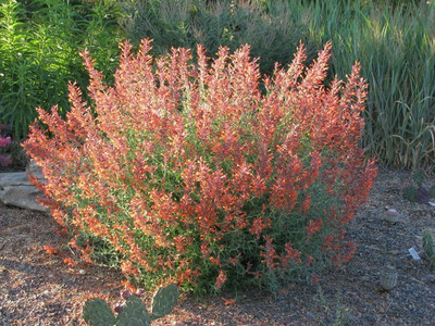 Qualtivate XXX-6A Tango Hummingbird Mint Seeds Seed(200 per packet)