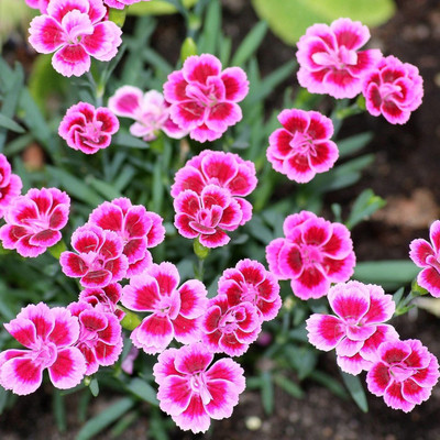 Lorvox Dianthus Barbatus Mixed Color Flowerig Seed(120 per packet)
