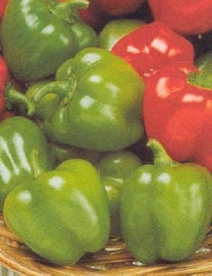 Biosnyg High Yield Jingle Capsicum Vegetable Seeds For Planting-(50 Seeds) Seed(50 per packet)