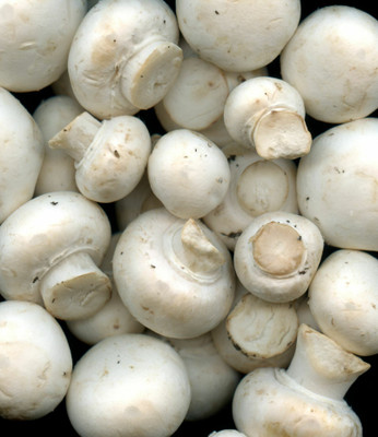 XOLDA Mushroom herbs Seed(32 per packet)