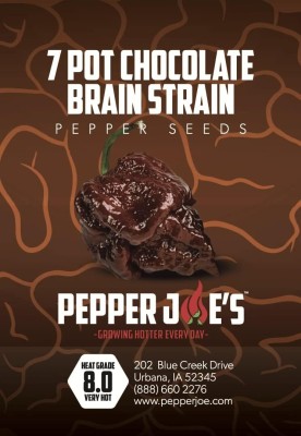 Qualtivate RES-6A 7 Pot Chocolate Brain Strain Pepper Seed(300 per packet)