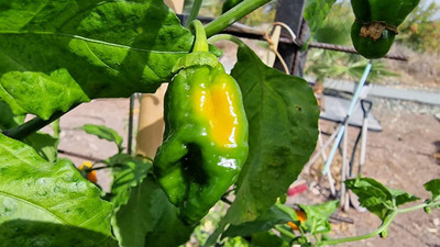 KNESSiN High Yield Yellow Naga Chilli Seeds For Kitchen Gardening-(2400 Seeds) Seed(2400 per packet)