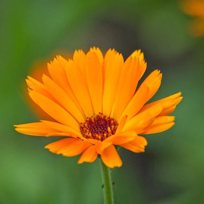 Lippy Calendula officinalis English marigold Seed(70 per packet)