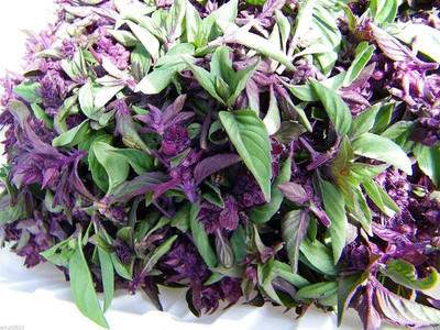 VibeX ® XLR-46 Cinnamon Basil Herb Seeds Seed(1000 per packet)