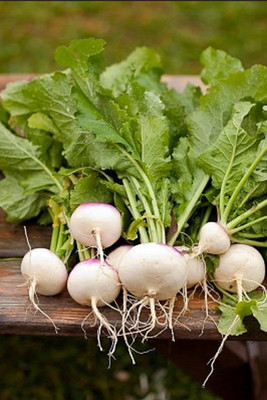 Quentova White Purple Ball Turnip/Shalgam-HQ-6M Seed(200 per packet)