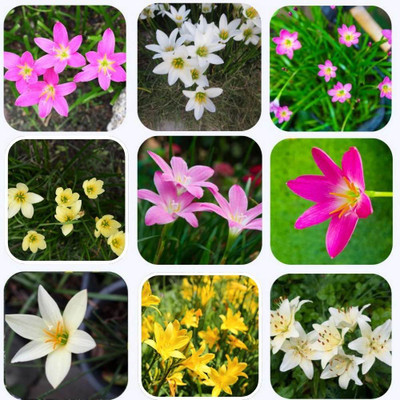 ZAABUS Rain lily mix color flowers bulbs Seed(10 per packet)