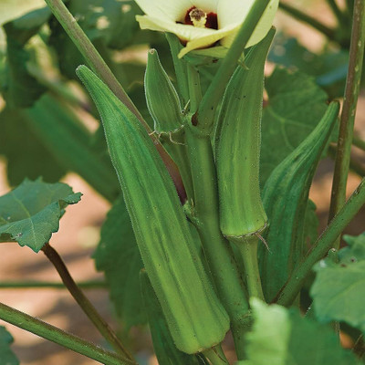 ibains f1 hybrid okra plant seed Seed(112 per packet)