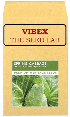 CYBEXIS Heirloom Spring Cabbage Hybrid Seeds2000 Seeds Seed(2000 per packet)