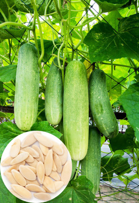 Seedsilk Store Khira (Cucumber) Vegetable For Planting Seed(50 per packet)