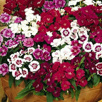 Lorvox Sweet William 'Double Mix' Seed(20 per packet)
