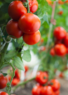 Radhakrishna tomato Seed(140 per packet)