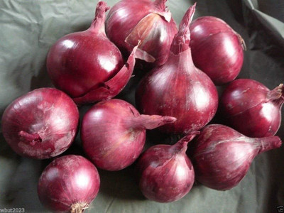Qualtivate ICRA-9A Light Black Onion Seeds Seed(500 per packet)