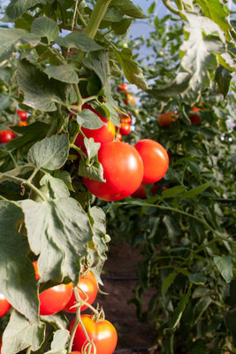 KEROS tomato Seed(30 per packet)