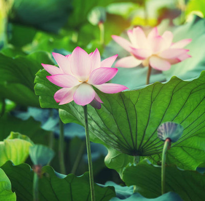 Liker lotus,kamal gatta Seed(10 per packet)