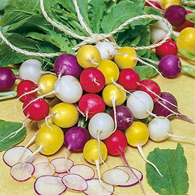 CYBEXIS GBPUT-10 - Colorful Radish Mix - (250 Seeds) Seed(250 per packet)
