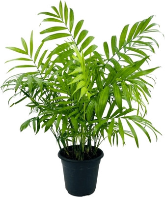 Botanicartsy parlor palm, Neanthe bella palm, Dwarf mountain palm, Bamboo palm Seed(1 per packet)