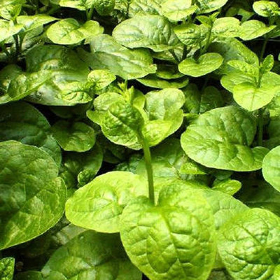 CYBEXIS Viable Malabar Spinach Seeds2000 Seeds Seed(2000 per packet)