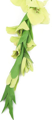 CRGO GLADIOULUS Seed(10 per packet)